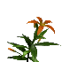 kukat animoituja-kuvia-gif
